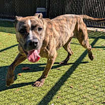 Thumbnail photo of Honey Lemon 🍯🍋  #4