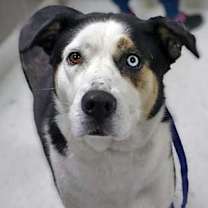 Thumbnail photo of Athena #3