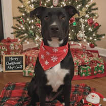 Thumbnail photo of Cera #1