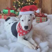 Thumbnail photo of Finn #1