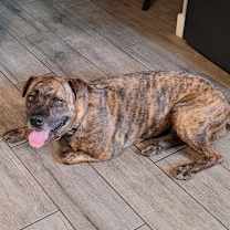 Thumbnail photo of Brownie #1