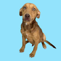 Thumbnail photo of Sandy #2