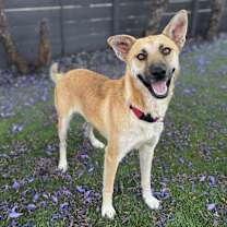 Thumbnail photo of Vinnie #2