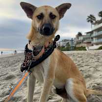 Thumbnail photo of Vinnie #3