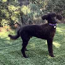 Thumbnail photo of Pudding #4