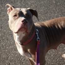 Thumbnail photo of Cantaloupe #4