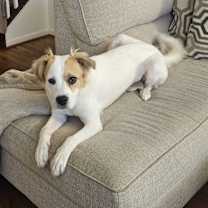 Thumbnail photo of Cody #2