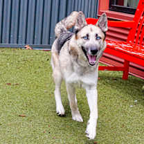 Thumbnail photo of Shadow #3