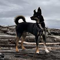 Thumbnail photo of Suki #2