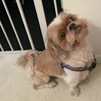 Thumbnail photo of Hatchi #4