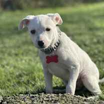 Thumbnail photo of PATCH #2