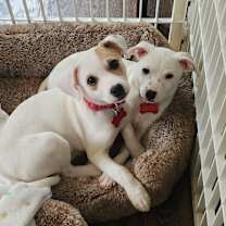 Thumbnail photo of IVY #3