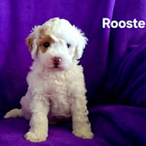 Thumbnail photo of PUPPY ROOSTER #1