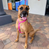 Thumbnail photo of Shaxy #2