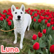Thumbnail photo of Lulu fka Luna #1