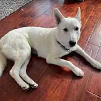 Thumbnail photo of Lulu fka Luna #2