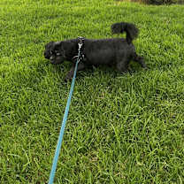 Thumbnail photo of Fergy #4