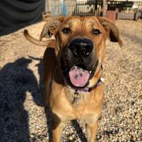 Thumbnail photo of Pistachio #1