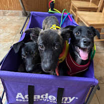 Thumbnail photo of Hazel #1