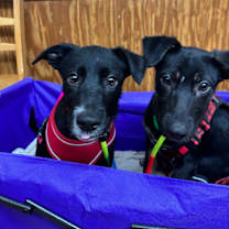 Thumbnail photo of Hazel #2