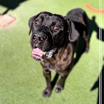 Thumbnail photo of Kane #4