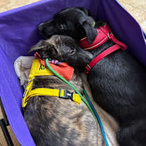 Thumbnail photo of Hazel #4