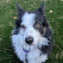 Thumbnail photo of Oreo #1