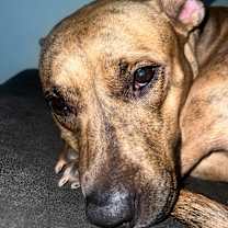 Thumbnail photo of Aspen #4