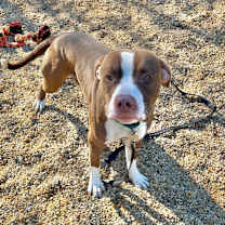 Thumbnail photo of Buster(Foster/Adopt Only) #2