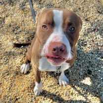 Thumbnail photo of Buster(Foster/Adopt Only) #3