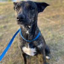 Thumbnail photo of Nova #1