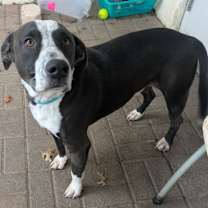 Thumbnail photo of Sherman #2