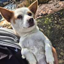 Thumbnail photo of Rosie #3