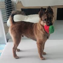 Thumbnail photo of Duchi #3