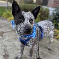 Thumbnail photo of Badger #2