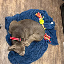 Thumbnail photo of Bubba #3