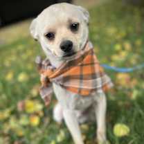 Thumbnail photo of Ravioli #1