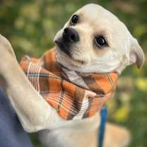 Thumbnail photo of Ravioli #2