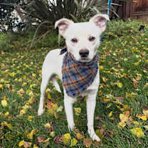 Thumbnail photo of Macaroni #2