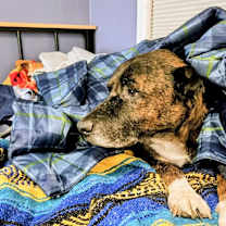 Thumbnail photo of Rocky #1