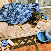 Thumbnail photo of Rocky #4