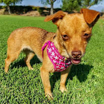 Thumbnail photo of Soxy #4