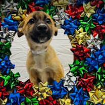 Thumbnail photo of Ally #2