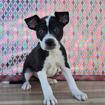 Thumbnail photo of Charles #1