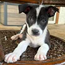 Thumbnail photo of Charles #3