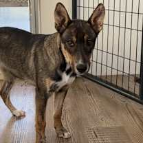 Thumbnail photo of Hansel #1