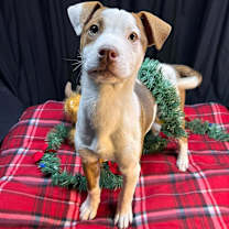 Thumbnail photo of (el) Spanky #1