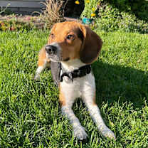 Thumbnail photo of Beanie #1