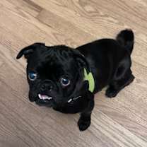 Thumbnail photo of Ophelia Violet #3