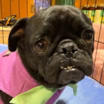 Thumbnail photo of Ophelia Violet #4